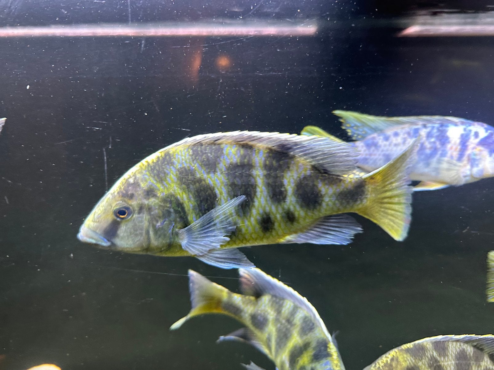 Malawi Cichliden diverse soorten, Dieren en Toebehoren, Vissen | Aquariumvissen, Vis