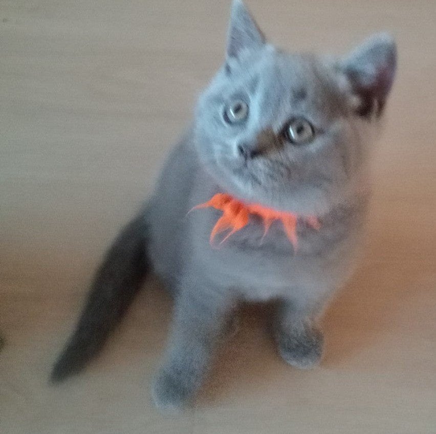 BRITSE KORTHAAR KITTEN (POESJE)😺🩷, Dieren en Toebehoren, Katten en Kittens | Raskatten | Korthaar, Meerdere dieren, Ontwormd