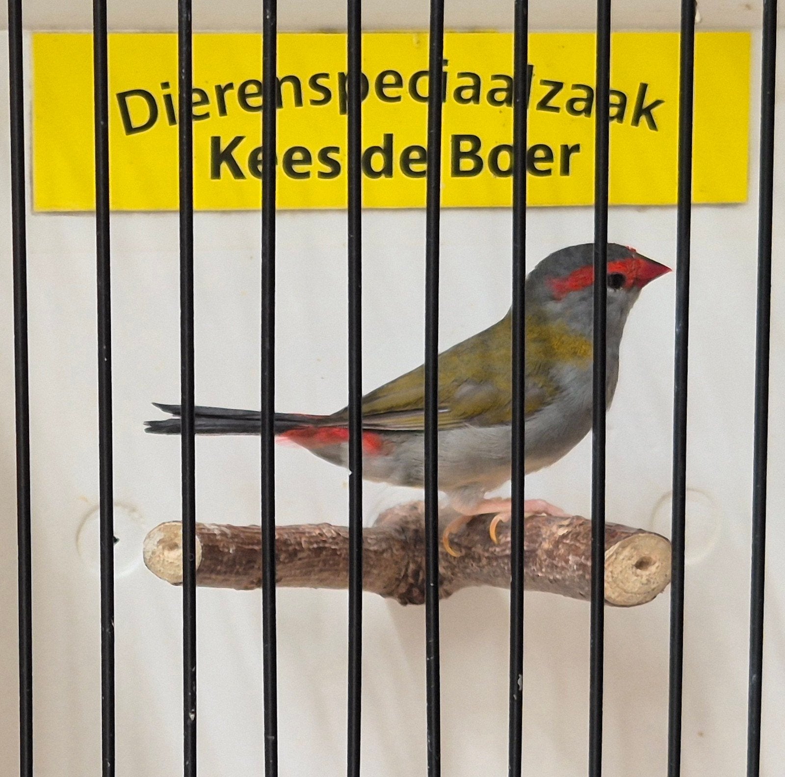 Dornastrilde man, Dieren en Toebehoren, Vogels | Overige Vogels, Mannelijk