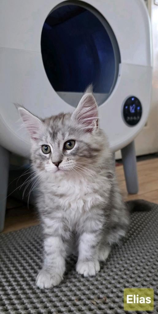 Maine Coon kittens met stamboom en gechipt, ouders getest, Dieren en Toebehoren, Kater, Met stamboom, 0 tot 2 jaar