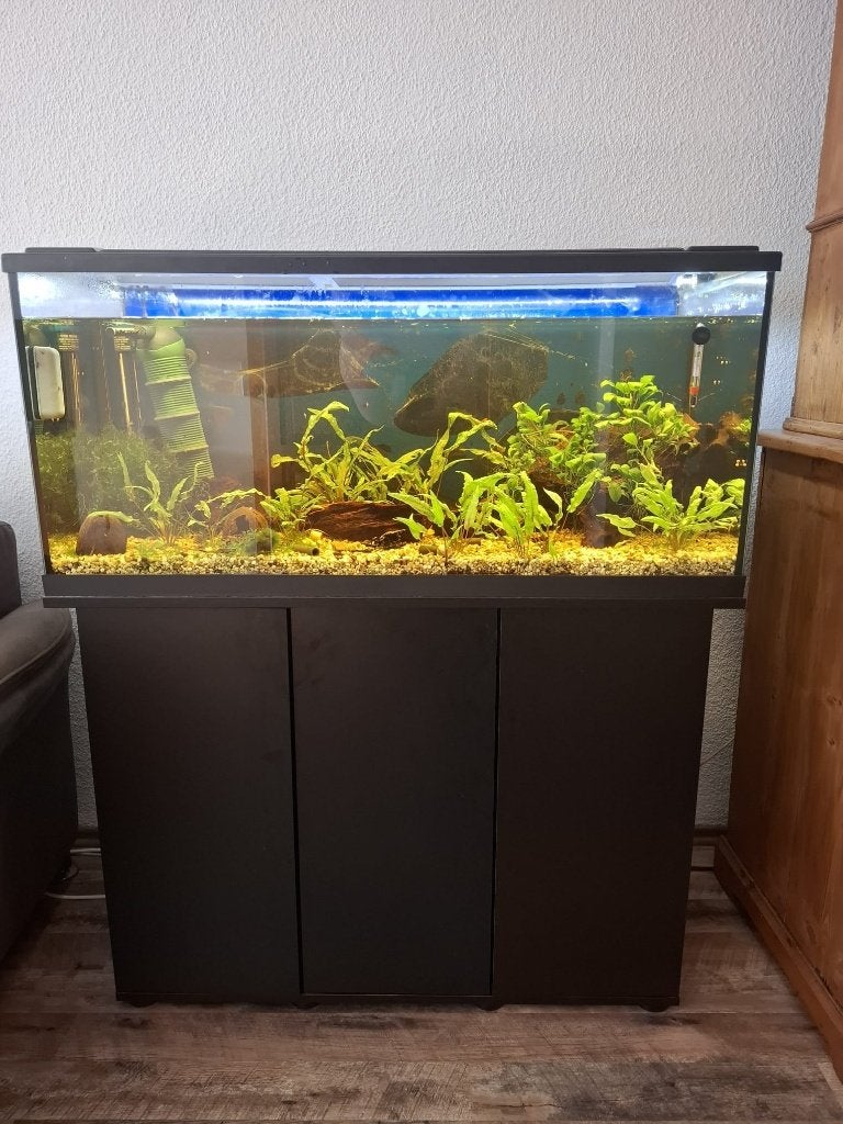 EHEIM Aquarium LED 180 L + kast + ancistrus + vuurgarnalen, Dieren en Toebehoren, Vissen | Aquaria en Toebehoren, Ophalen, Inclusief vissen