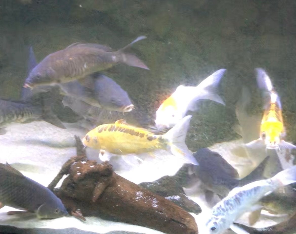 Koi karpers, karpers, Karper of Koi