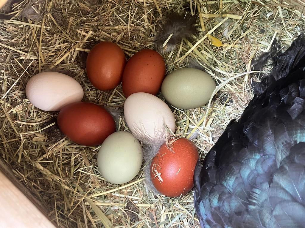 Broedeieren Easter Egger (groenlegger), Dieren en Toebehoren, Geslacht onbekend, Kip