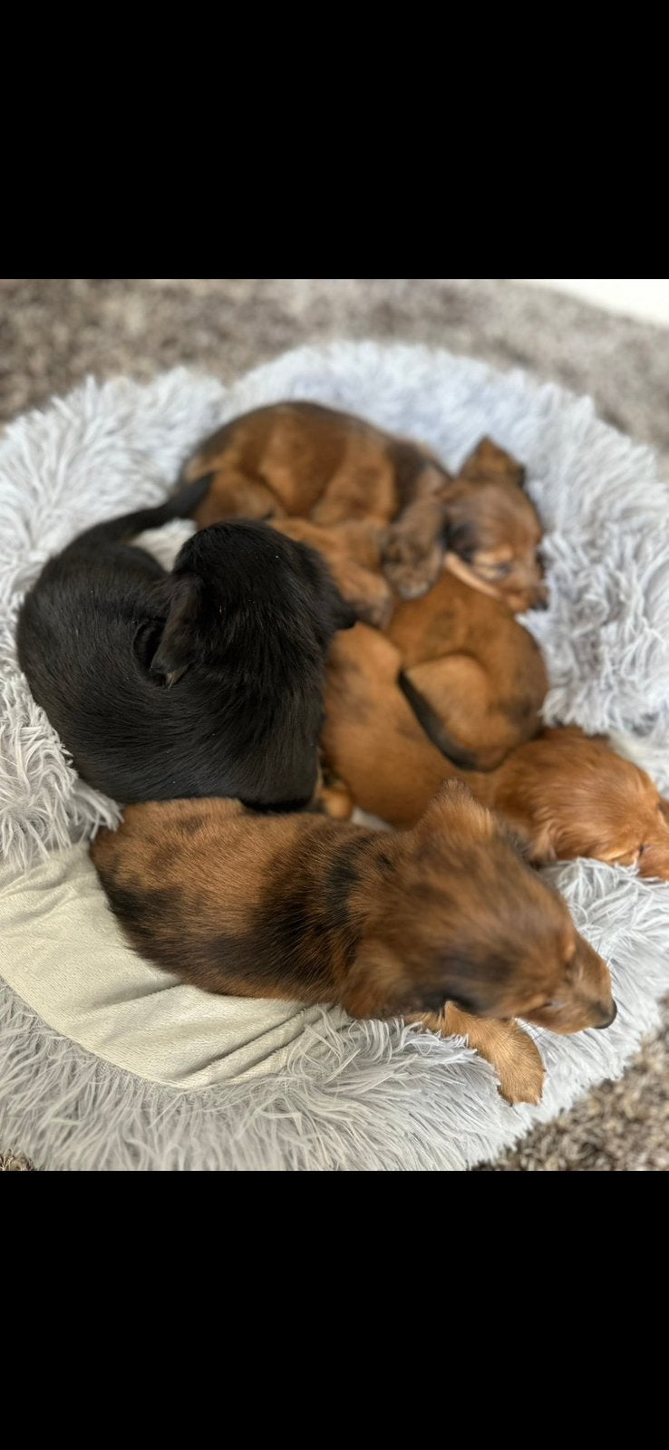 Dwerg teckels pups, Dieren en Toebehoren, 15 weken tot 1 jaar, Teef, Dwerg, Langhaar