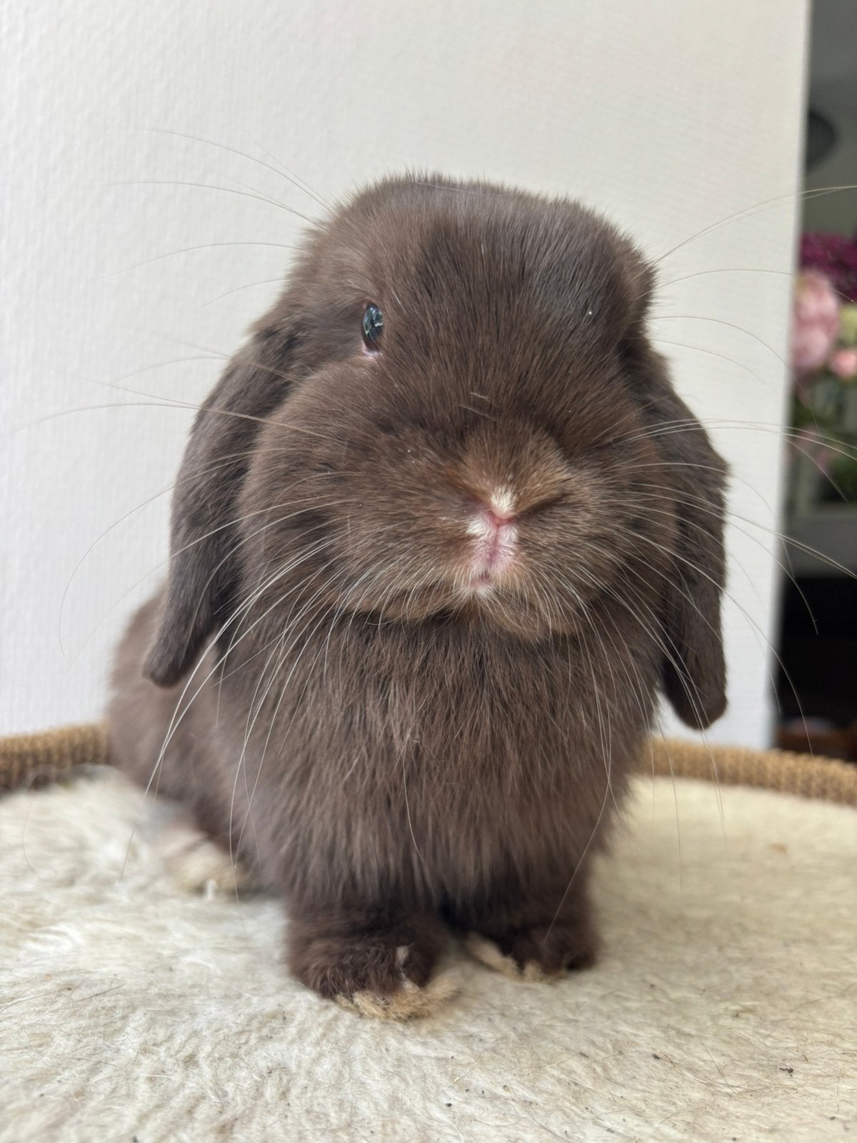 Lief mini lop konijntje, Dieren en Toebehoren, Mannelijk, Dwerg