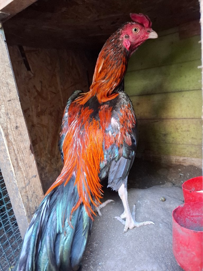 Shamo aseel haan te koop, Dieren en Toebehoren, Pluimvee, Mannelijk, Kip