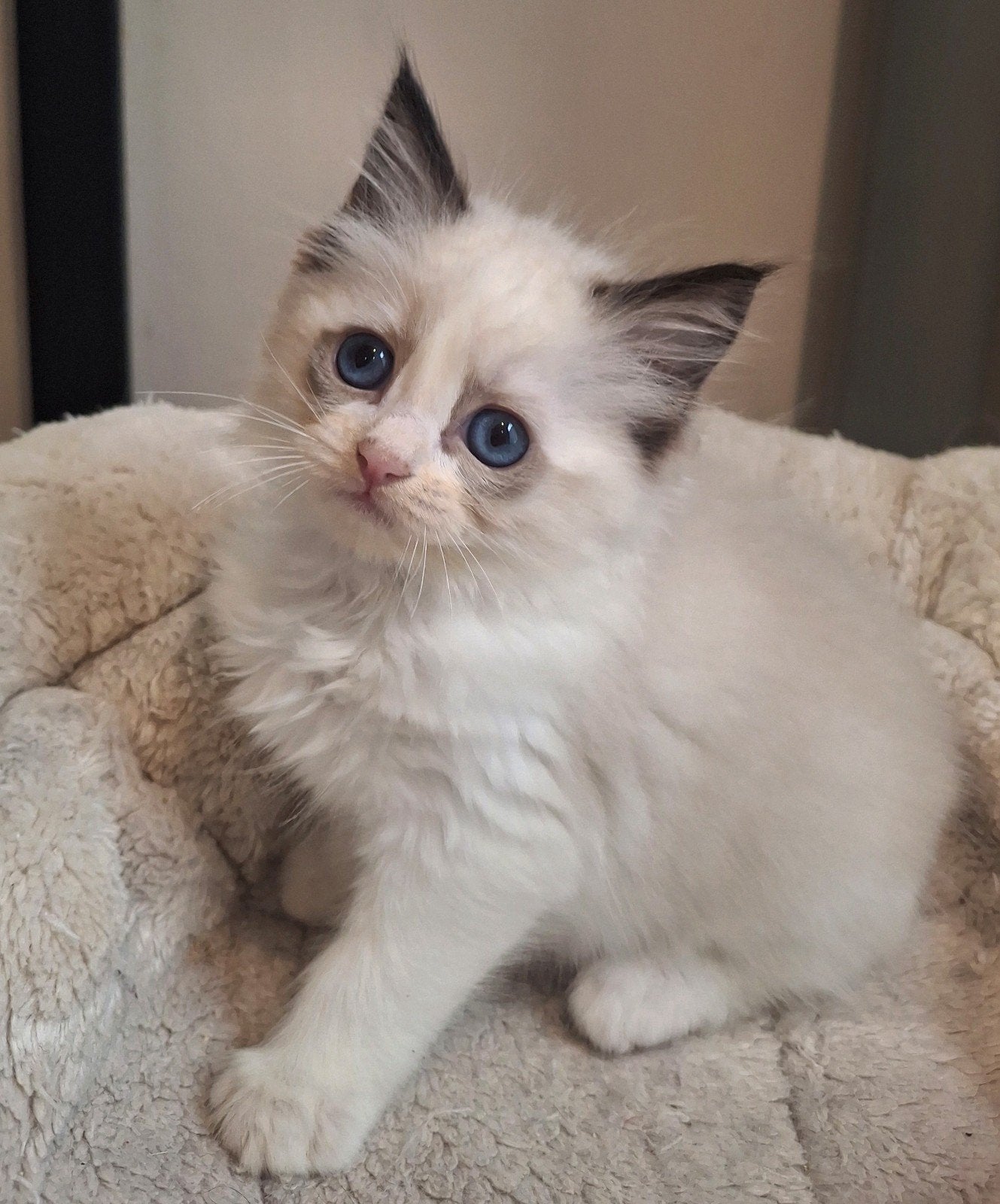 Super knappe ragdoll kater met stamboom, Kater, Met stamboom