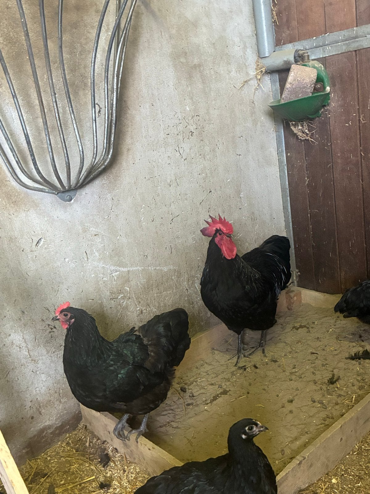 Zwarte australorp haan groot, Dieren en Toebehoren, Pluimvee