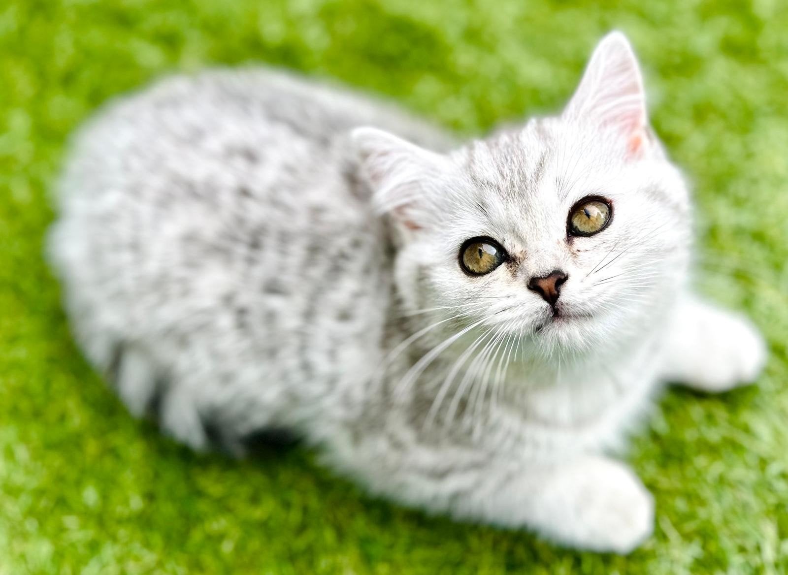 Britse korthaar kitten (2 mnd) zoekt een gouden mandje., Poes, Ontwormd, 0 tot 2 jaar