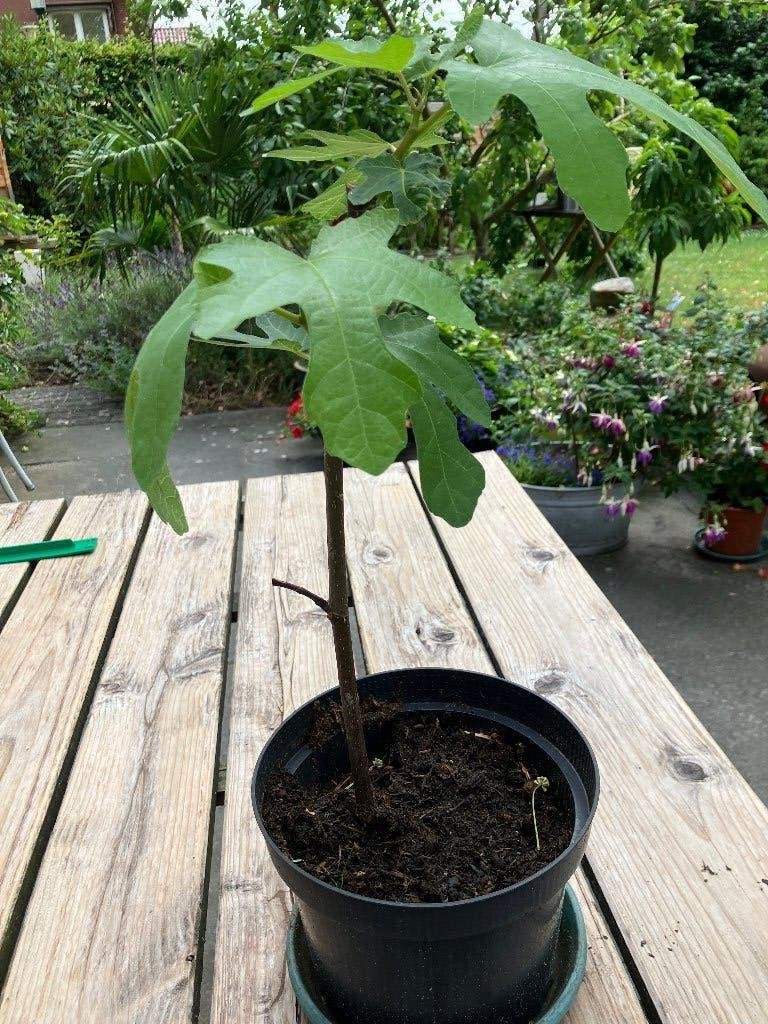 vijg, Tuin en Terras, Planten | Tuinplanten, Vaste plant, Bloeit niet, Halfschaduw, Ophalen