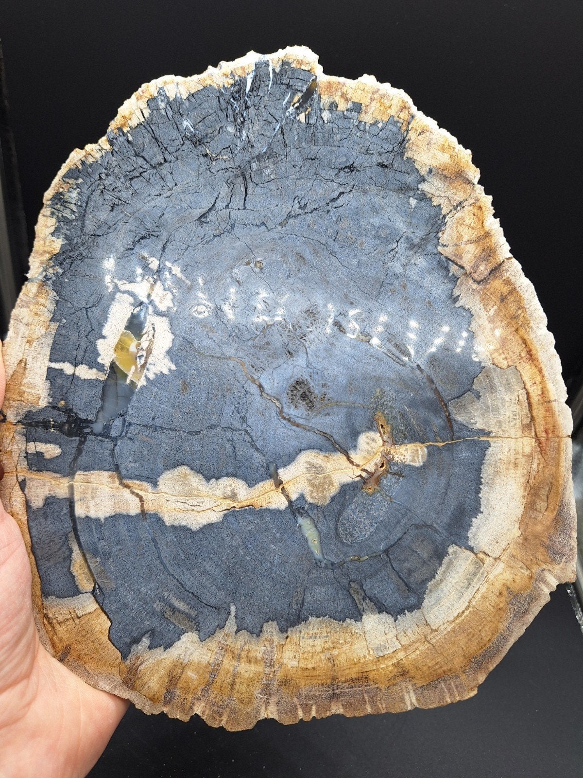 Versteend hout plak (nr. 1), Ophalen of Verzenden, Fossiel