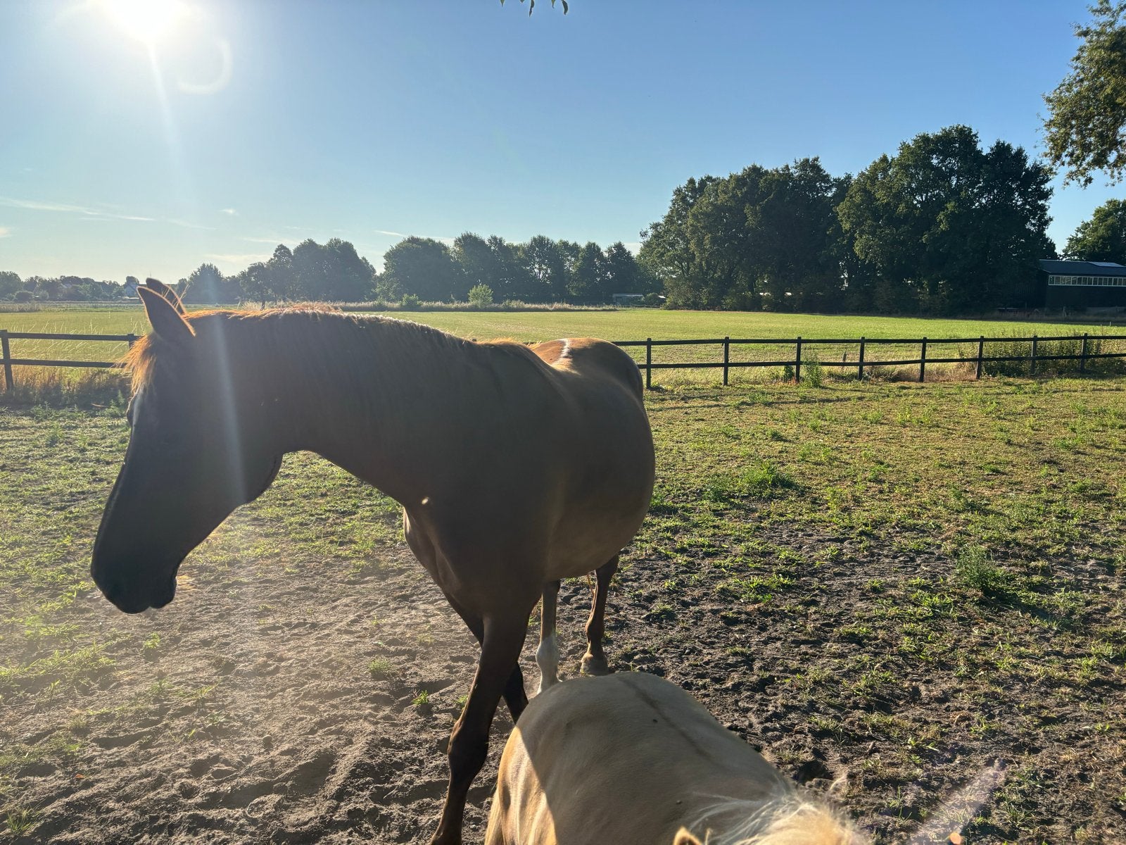 Kwpn rijpaard  superbraaf, Merrie, Dressuurpaard