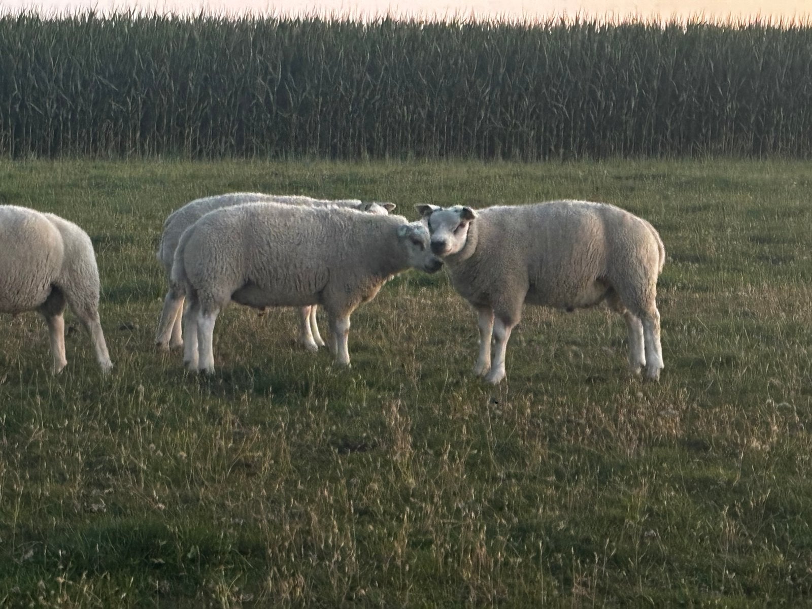 Mooie dekram Texelaar en 4 jonge rammen te koop, Dieren en Toebehoren, Mannelijk, Schaap, 0 tot 2 jaar