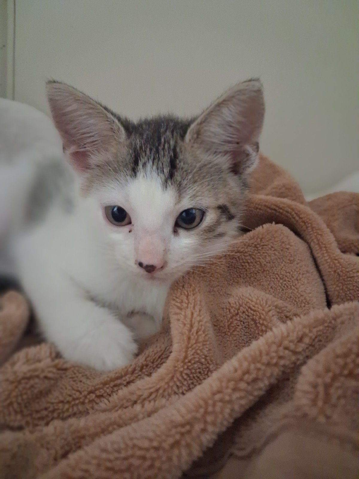 lieve kitten mannetje 13 weken oud, Kater, Kortharig, 0 tot 2 jaar