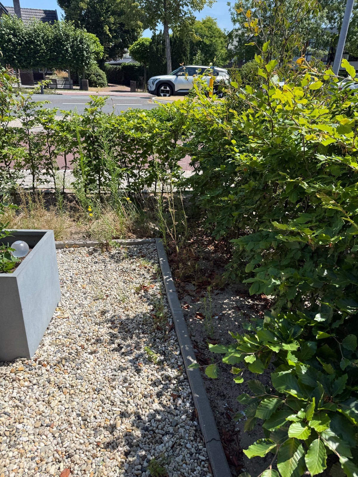 Beukenhaag - Mooie groene haagplanten, Ophalen, Beukenhaag, Haag, 100 tot 250 cm