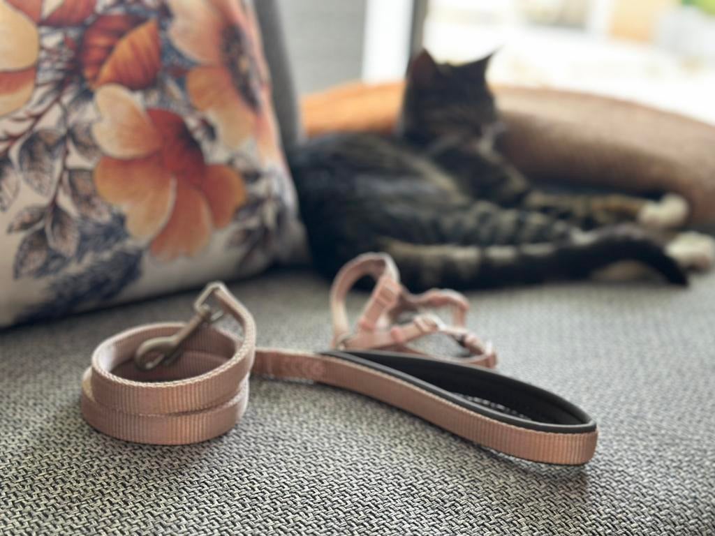 Trixx katten tuigje XXS/XS als nieuw, Dieren en Toebehoren, Ophalen of Verzenden, Zo goed als nieuw