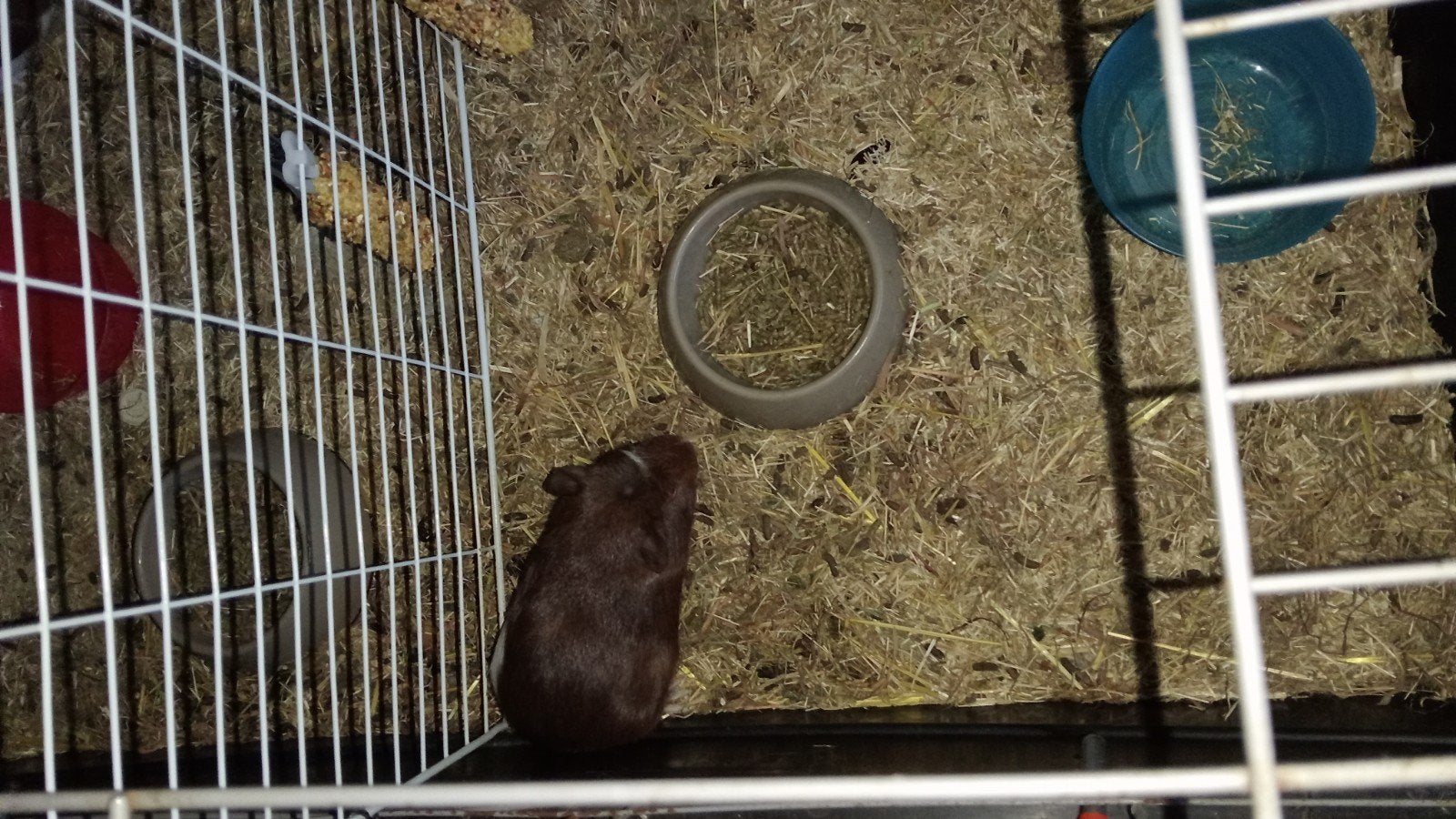 Lieve aanhankelijke baby cavia van bijna 6 weken, Cavia, Mannelijk, Mei, Tam