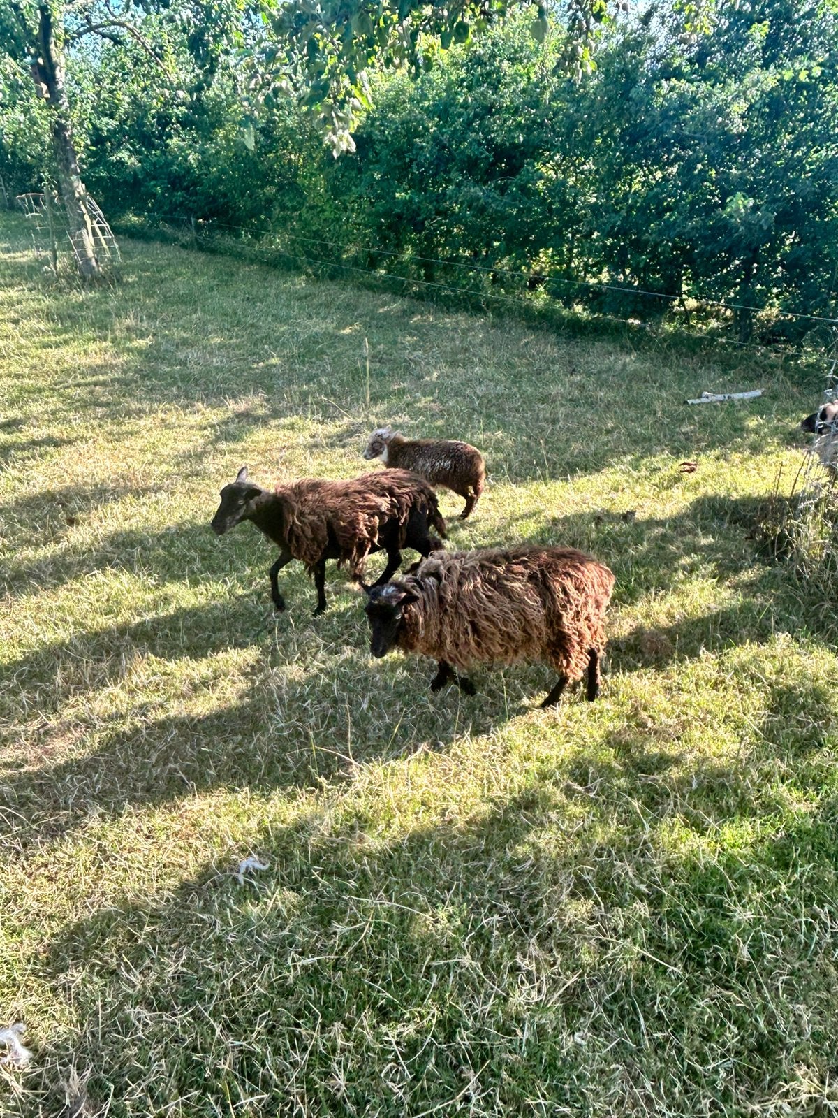 Ouessant ooi 3x, Vrouwelijk, Schaap