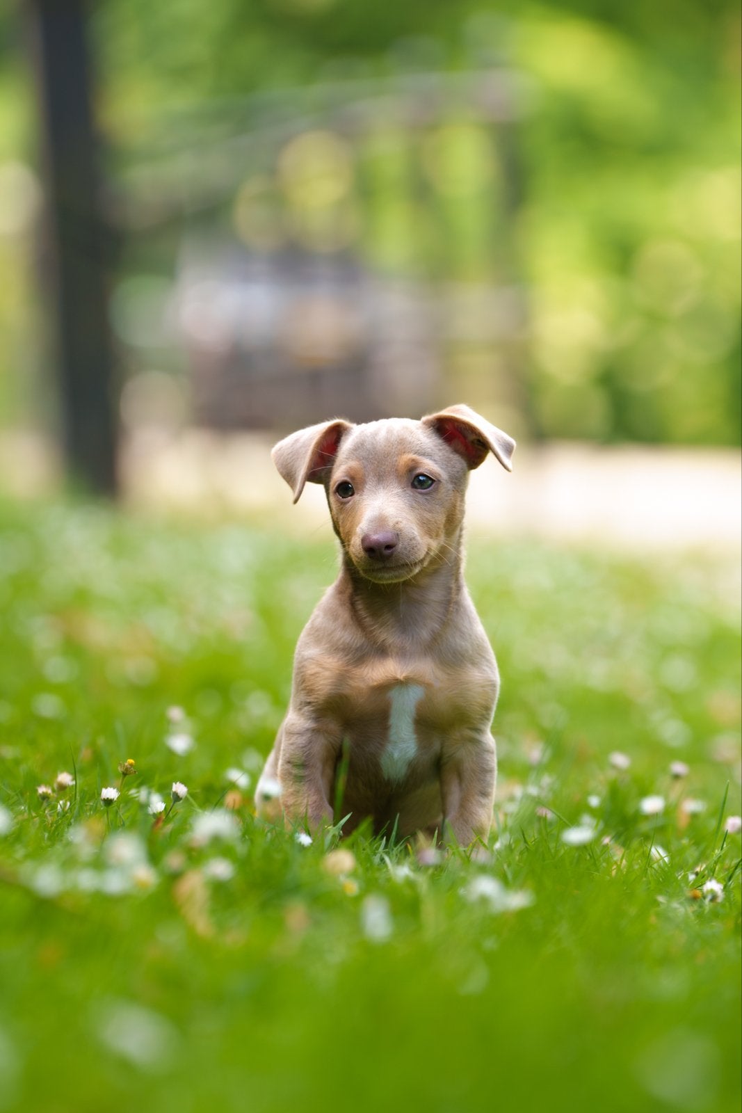 Lavendel Jack russel ter dekking, Dieren en Toebehoren, Honden | Jack Russells en Terriërs, Jack Russell Terriër, Reu, Eén hond