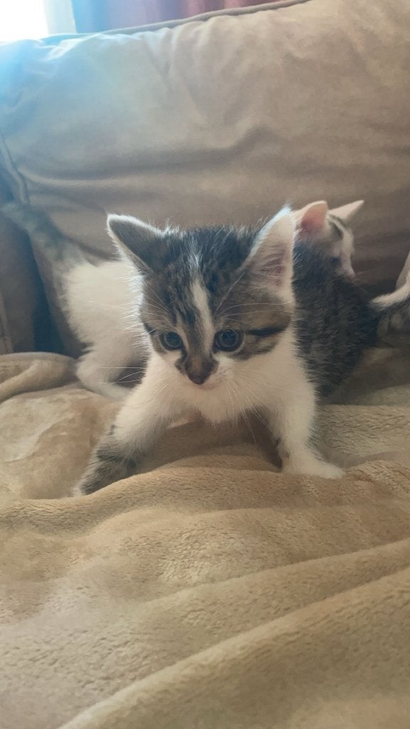 Kittens, Meerdere dieren, 0 tot 2 jaar