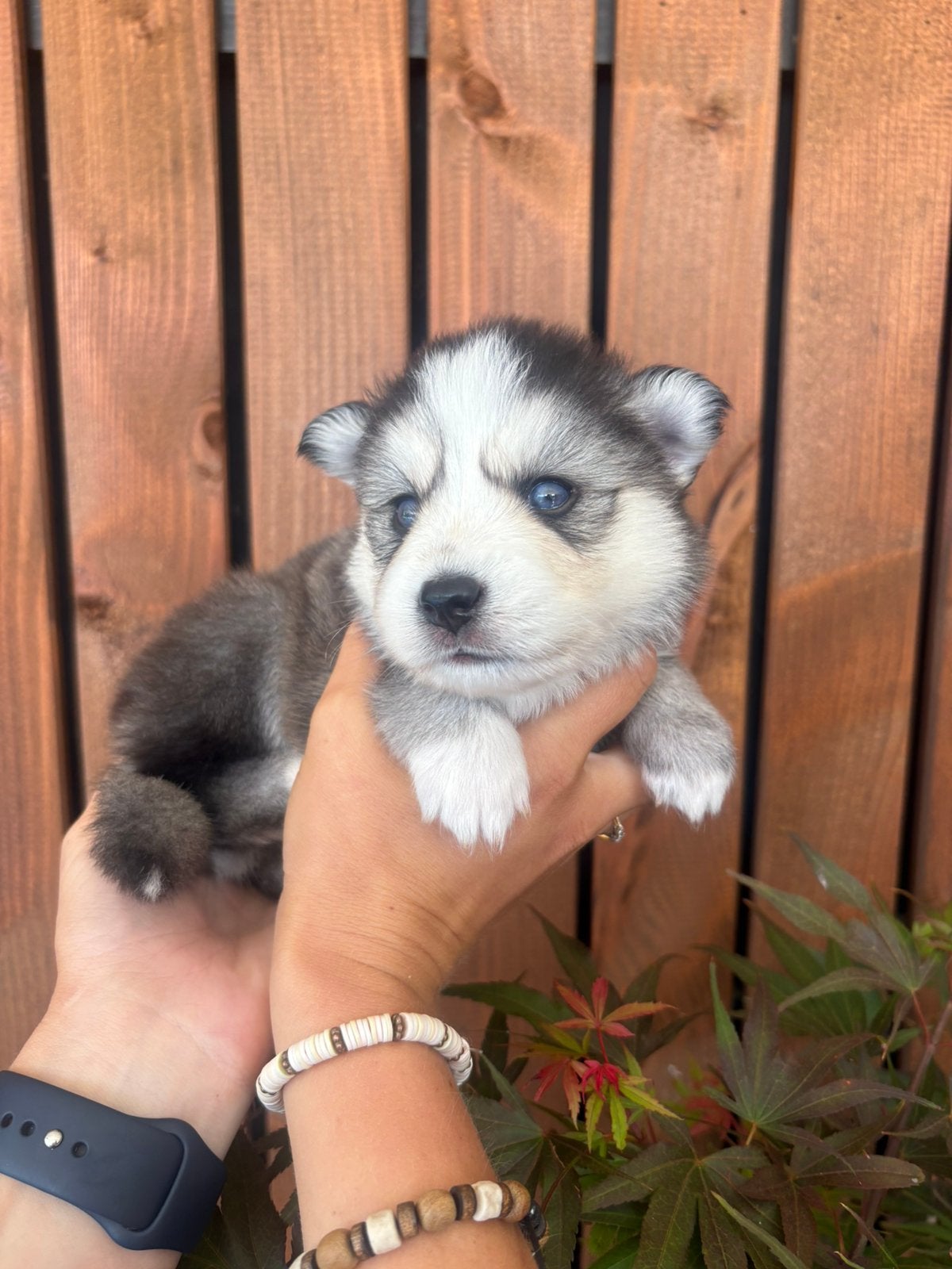 6 prachtige F2 pomsky pups zijn geboren 🩷🩷🩷🩷🩷🩵, Dieren en Toebehoren, Parvo, 8 tot 15 weken, Meerdere, Meerdere dieren