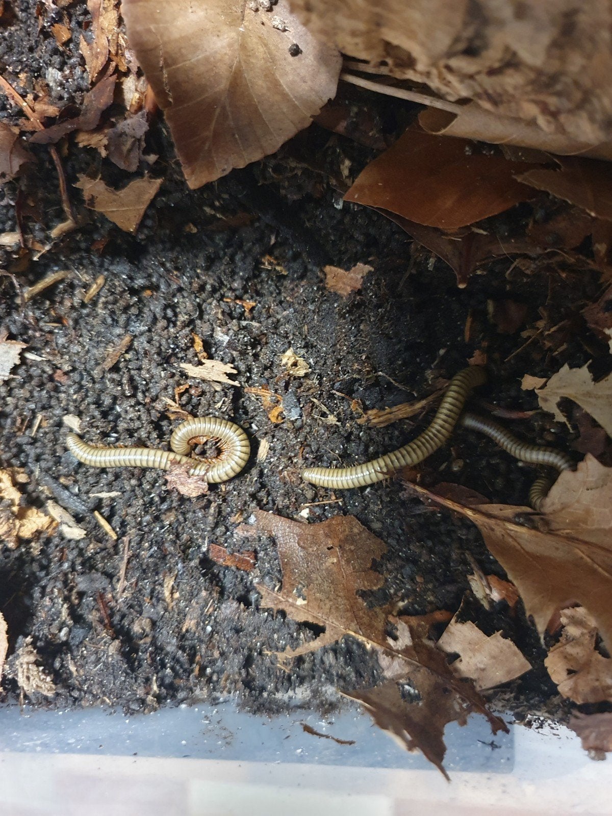 Te koop Spirostreptus Gregorius miljoenpoten, Dieren en Toebehoren, 0 tot 2 jaar
