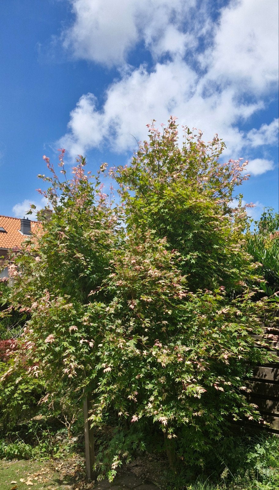 Japanse esdoorn Acer palmatum +-280 cm hoog, Tuin en Terras, Planten | Bomen, Ophalen, Bloeit niet, Halfschaduw, Overige soorten