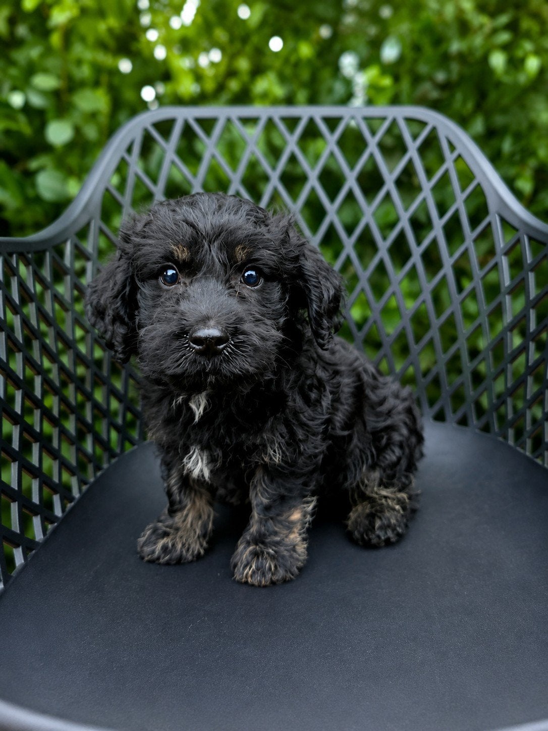 Poedelxboomer pups, Meerdere, Nederland, Particulier, Reu