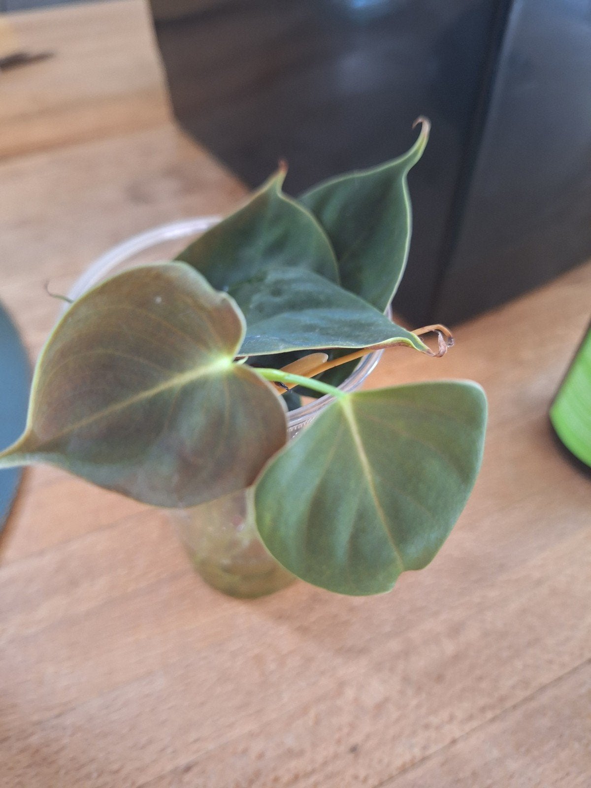 Philodendron lupinum, Huis en Inrichting, Ophalen of Verzenden, Halfschaduw, Minder dan 100 cm