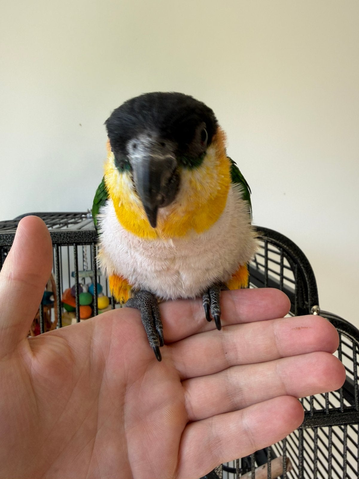 Zwartkop Caique, Dieren en Toebehoren, Vogels | Overige Vogels, Mannelijk, Geringd