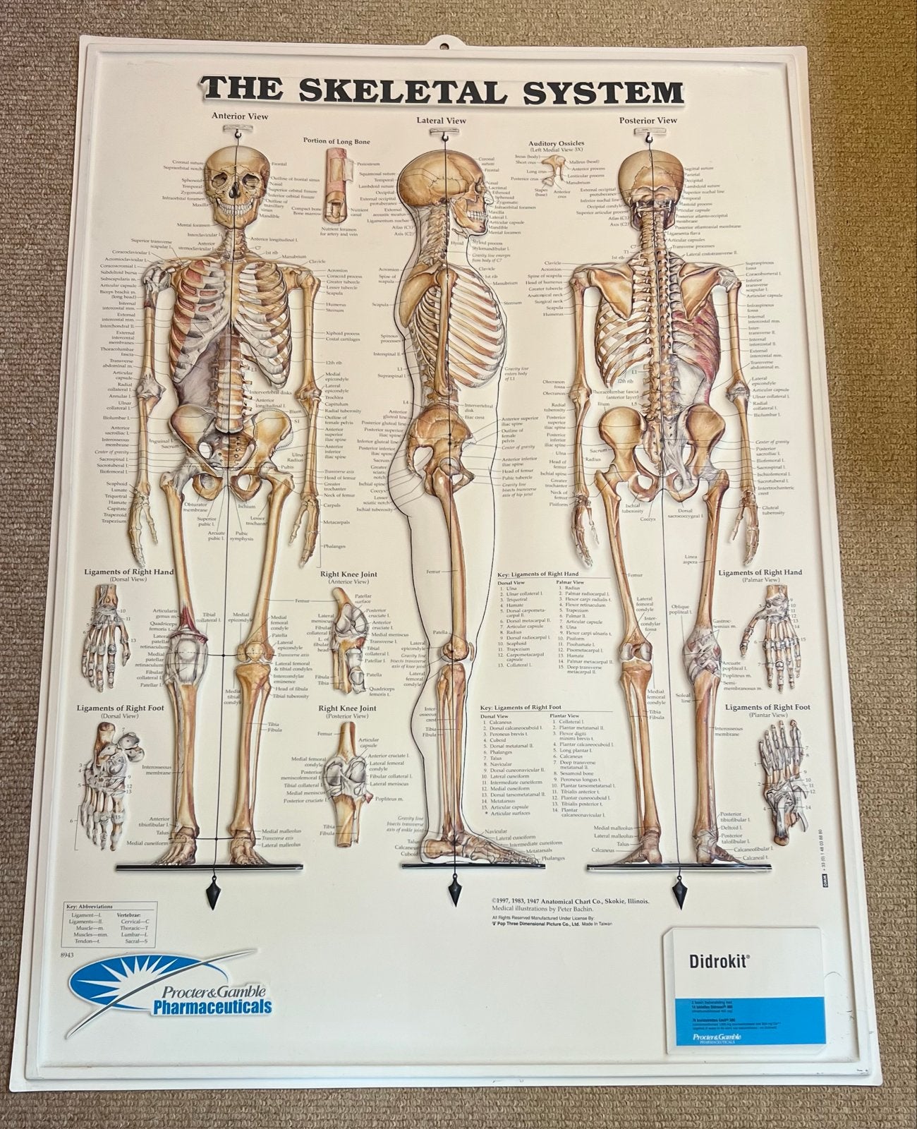 Anatomische posters: Skelet en Menselijke Wervelkolom, Ophalen, Gelezen, Natuurwetenschap