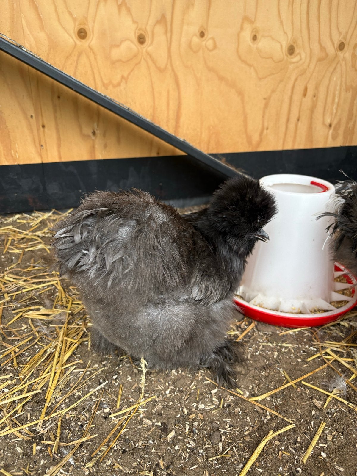 Zijdehoender hen, 5,5 maand oud, Dieren en Toebehoren, Vrouwelijk, Kip