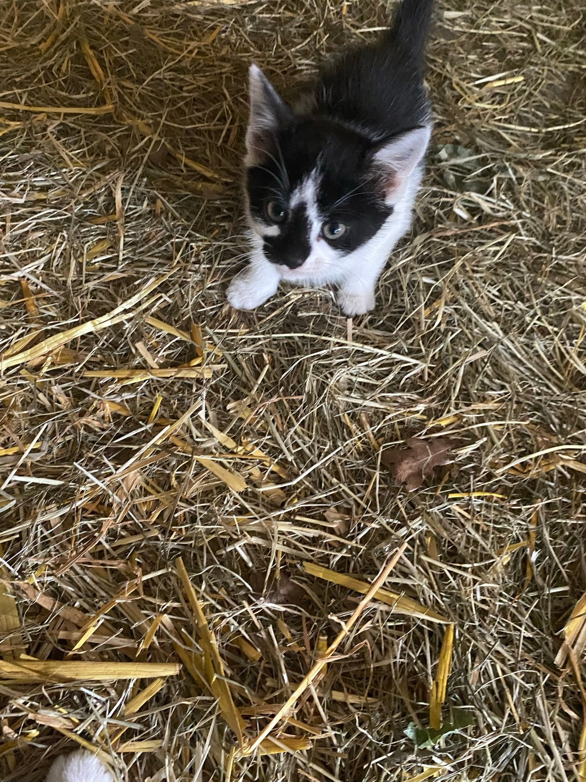 Boerderij kittens (2 stuks rode is gereserveerd ), Dieren en Toebehoren, Meerdere dieren