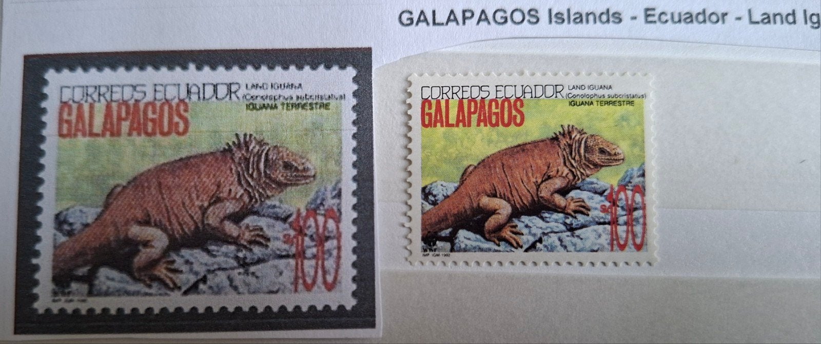Galapagos eilanden, Ecuador..  Land Leguaan, Verzenden, Zuid-Amerika