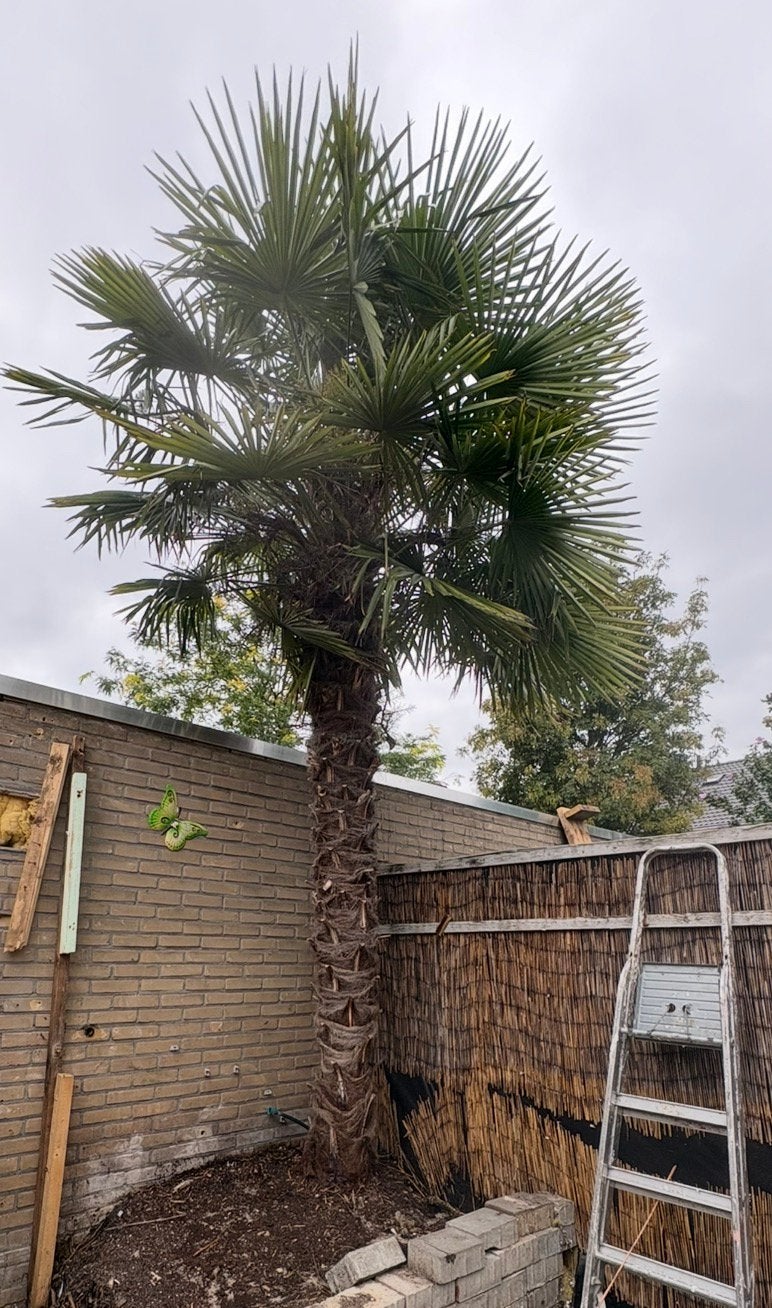 Waaier palmboom ong 6 meter hoog, Tuin en Terras, Planten | Bomen, Palmboom, 100 tot 250 cm, Volle zon, Zomer, Ophalen of Verzenden