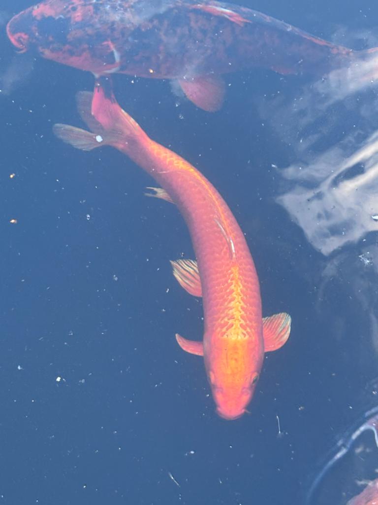 Oranje koi, Vis