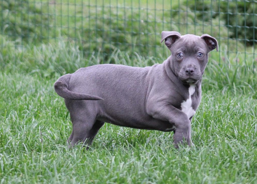 Amerikaanse Stafford pup, Parvo, België, 8 tot 15 weken, American Staffordshire Terriër