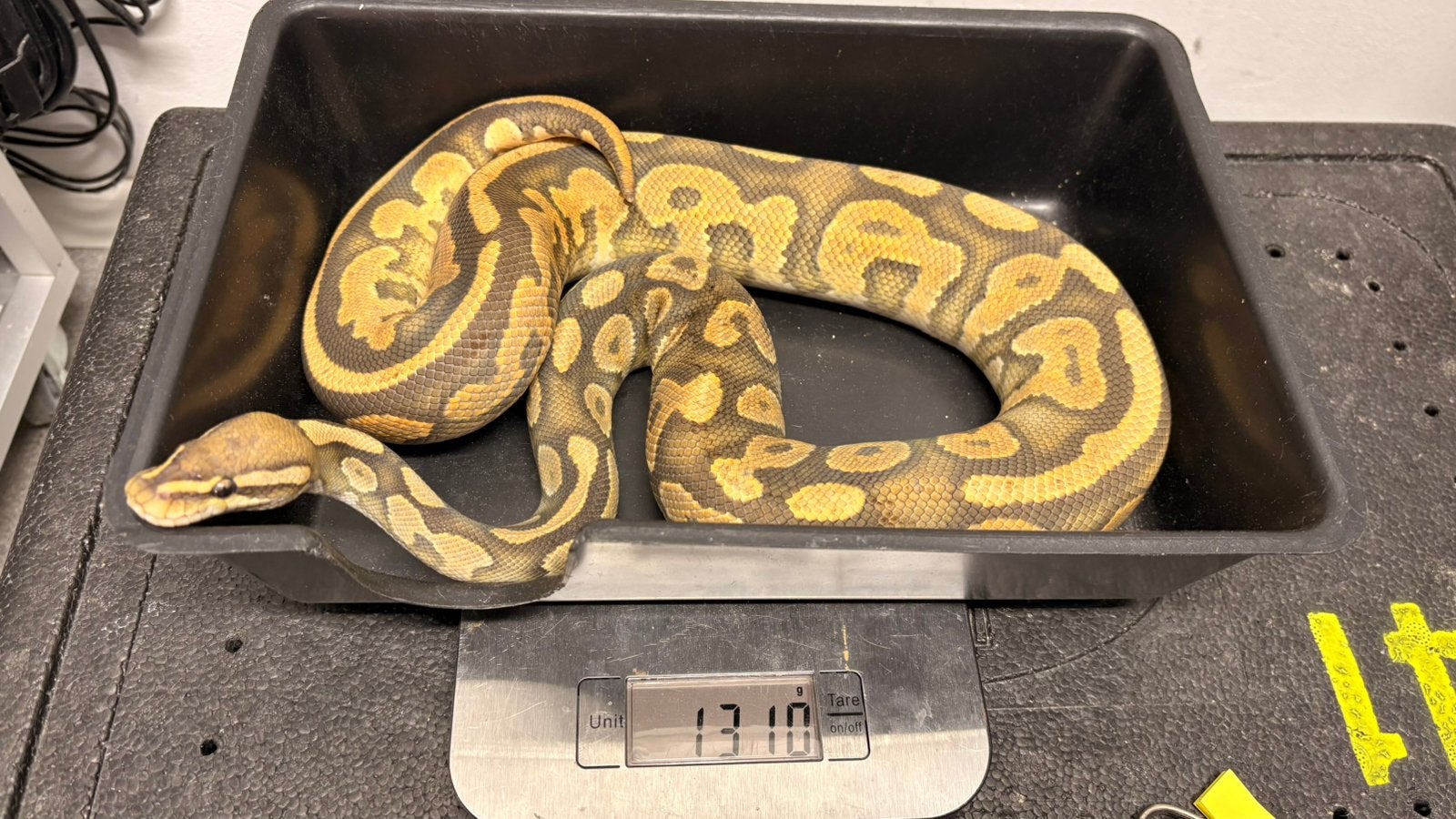 Ball python orange dream cinnamon hypo 100% het piebald Ball Python photo 3