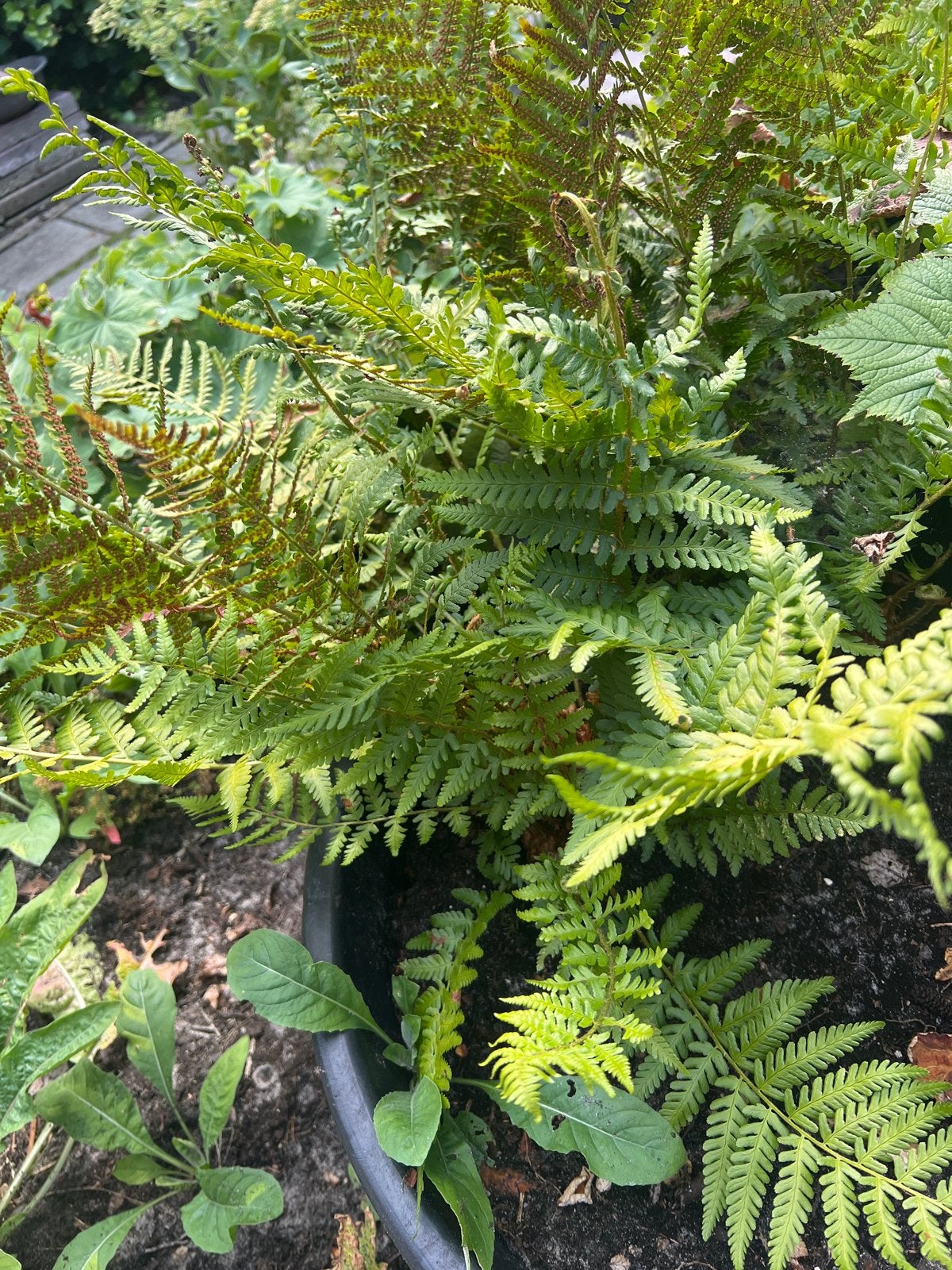 2 Groenblijvende Varens voor Schaduwrijke Plekken, Tuin en Terras, Planten | Tuinplanten, Ophalen, Vaste plant, Varens, Bloeit niet