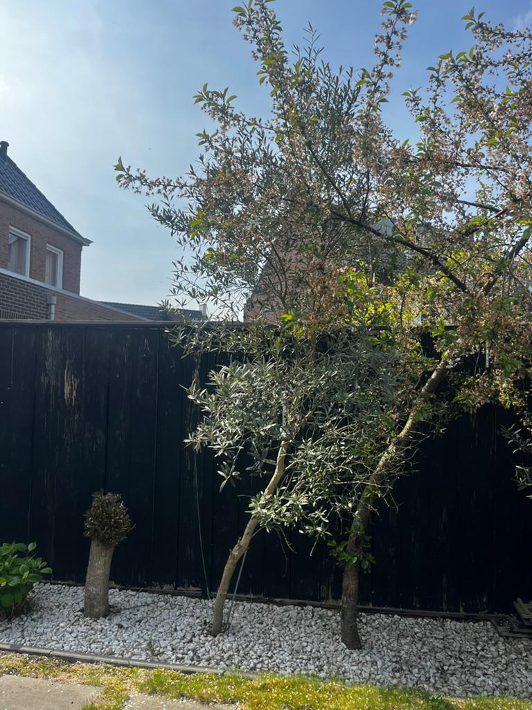 2 olijfbomen te koop, Ophalen, Volle zon, Olijfboom, 100 tot 250 cm