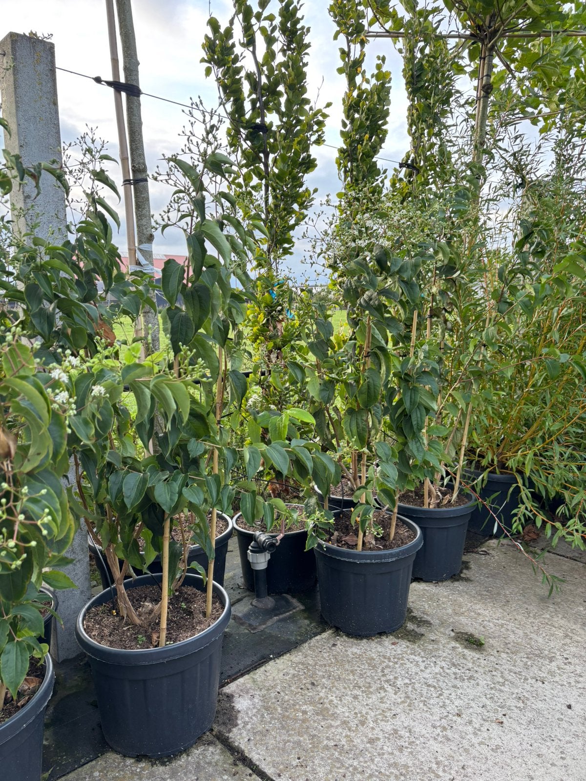 Heptacodium miconioides – Zevenzonenboom meerstammig, In pot, Halfschaduw, 100 tot 250 cm, Zomer