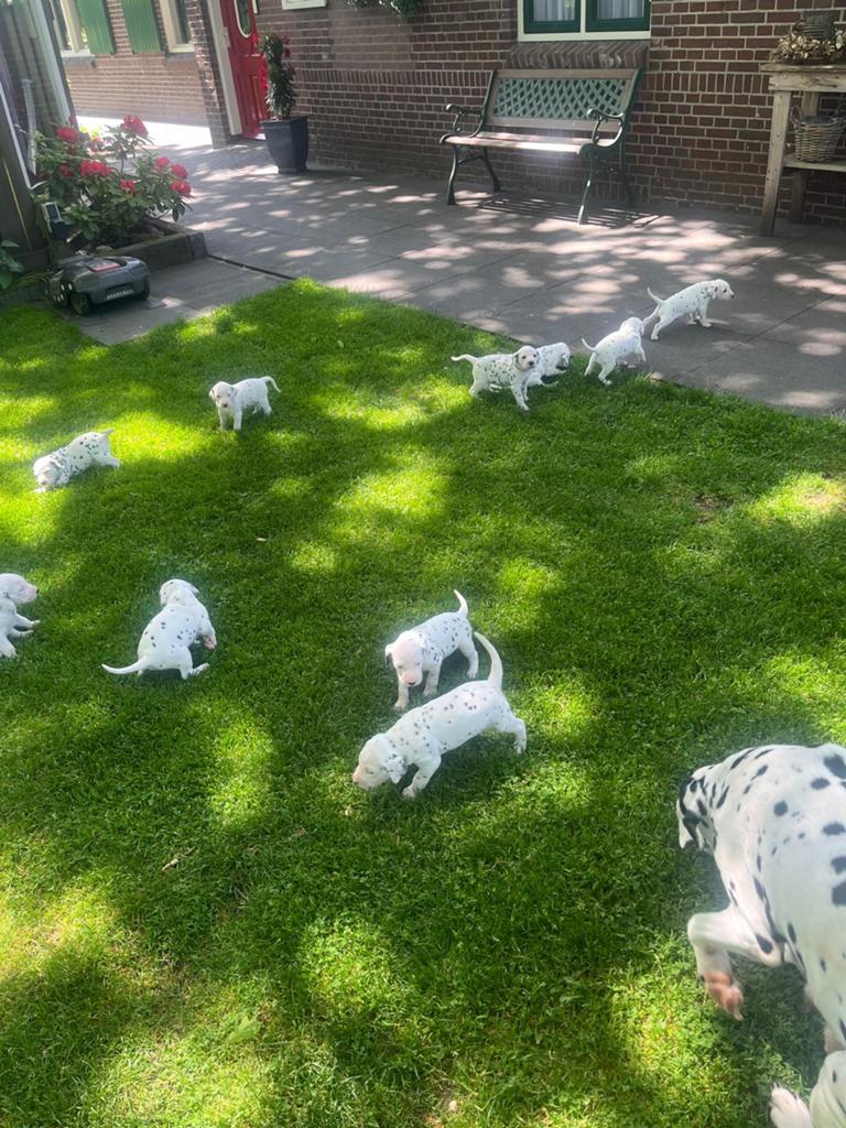 Prachtige Dalmatiër pups te koop!, Parvo, 8 tot 15 weken, Groot, Meerdere