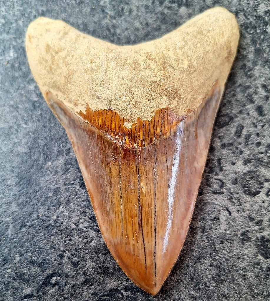 megalodon tand indonesie		12.9x9.4x3	cm, Verzamelen, Mineralen en Fossielen, Ophalen of Verzenden, Fossiel