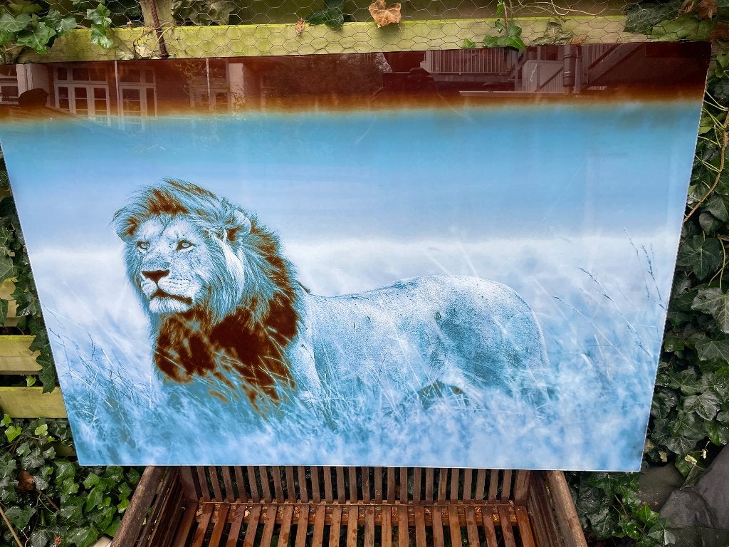 Foto op glas van leeuw in de savanne, Ophalen of Verzenden, Minder dan 50 cm, Foto of Poster