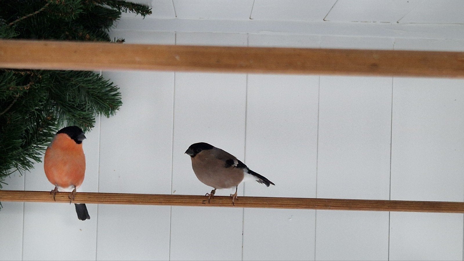 Goudvinken  koppel 24/25, Dieren en Toebehoren, Meerdere dieren, Wildzangvogel, Geringd