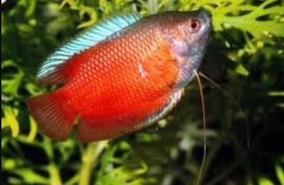 Trichogaster Gourami Mix Diamant blauw- Koidream Valburg