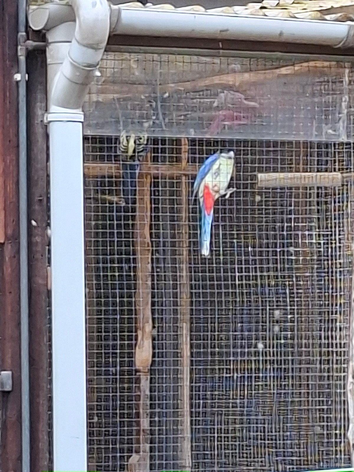 Browns rosella, Meerdere dieren, Parkiet, Geringd