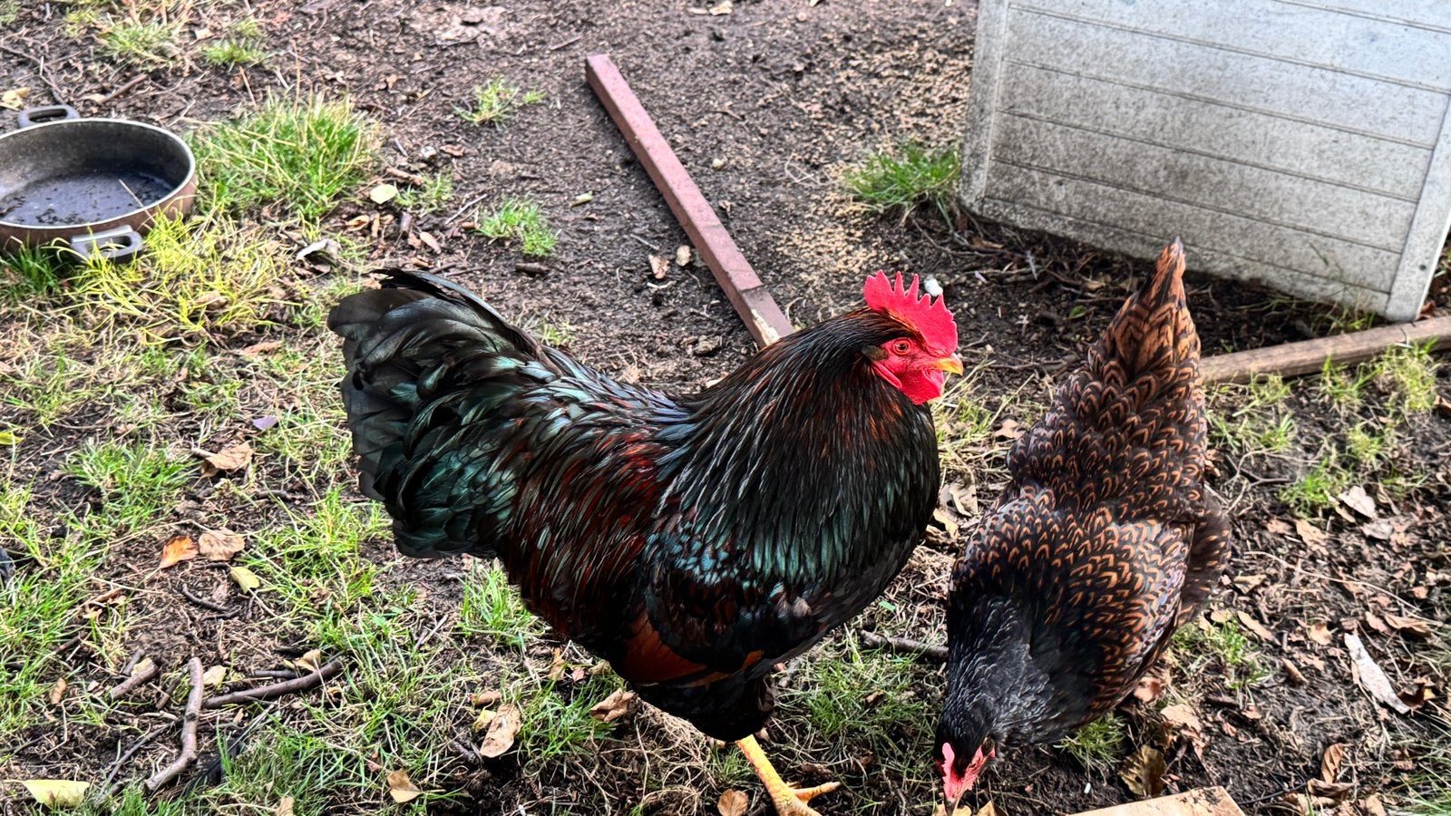 Barnevelder haan, Mannelijk, Kip