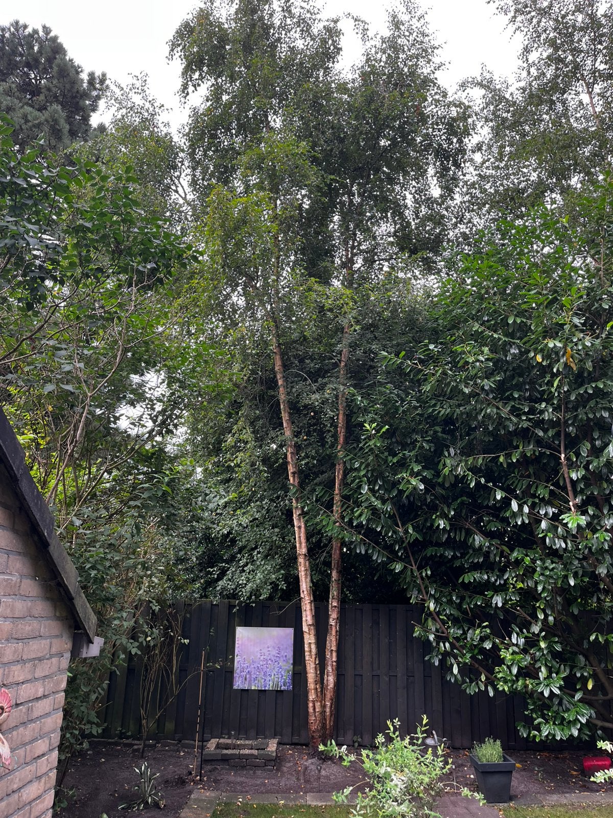 Boom kappen, Ophalen, Volle zon, Overige soorten