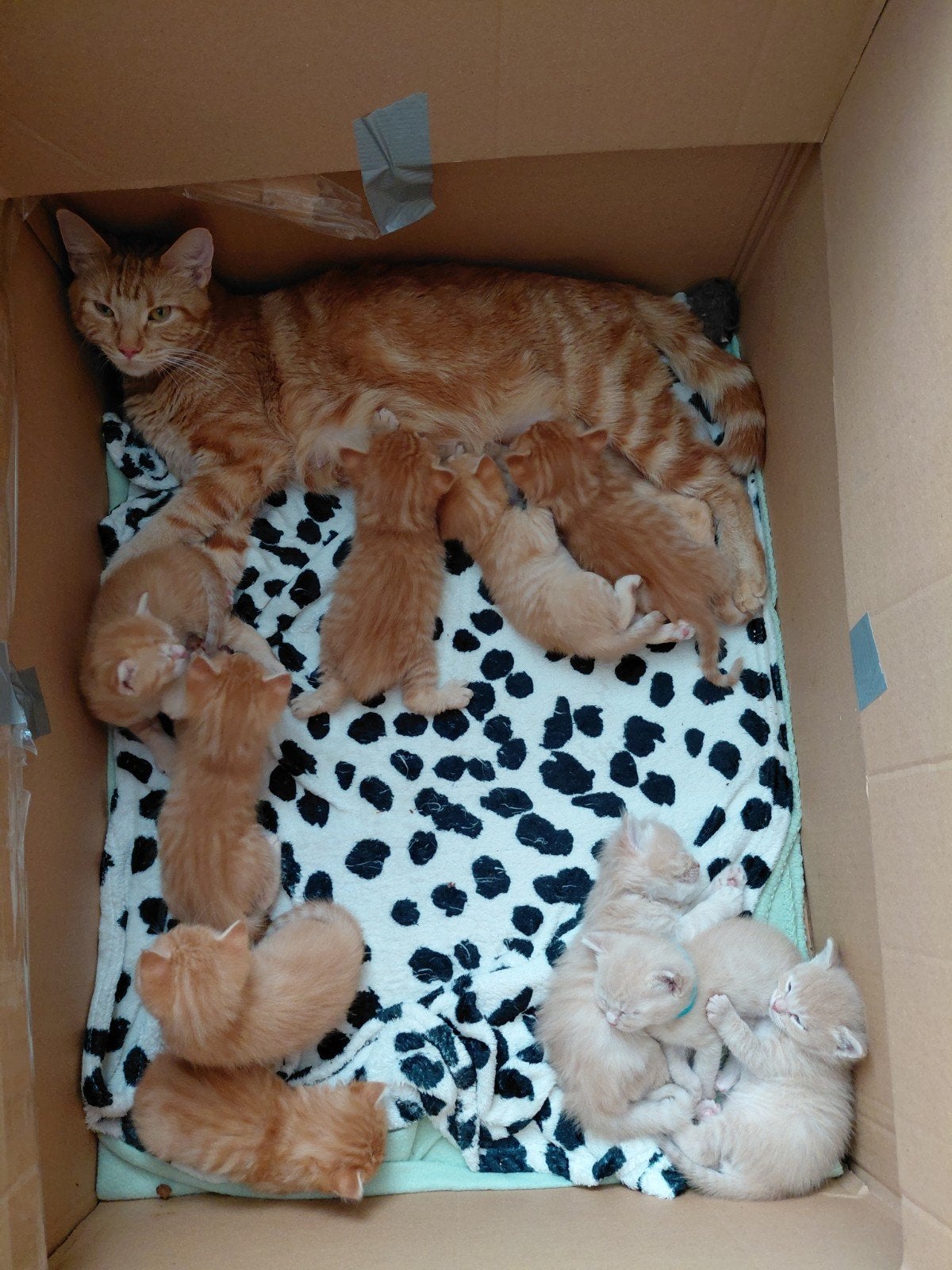 SUPER mooi nest Pers/ Maine Coon-Europese Korthaar, Meerdere dieren, Ontwormd